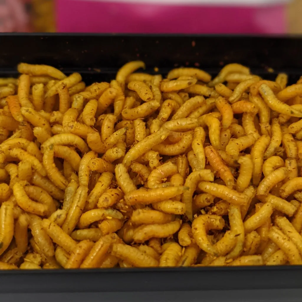 Bronze Maggots