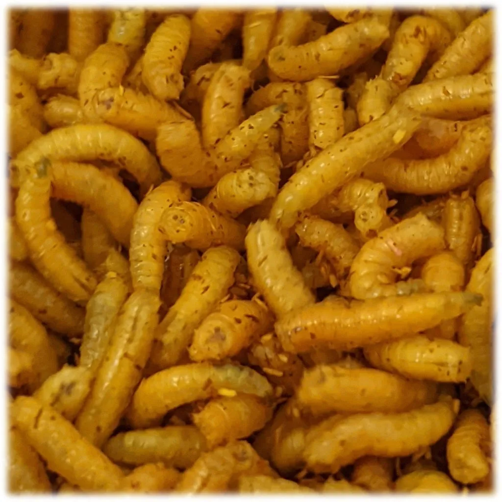 Bronze Maggots