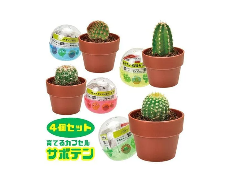 DIY Grow Cactus Set Gachapon